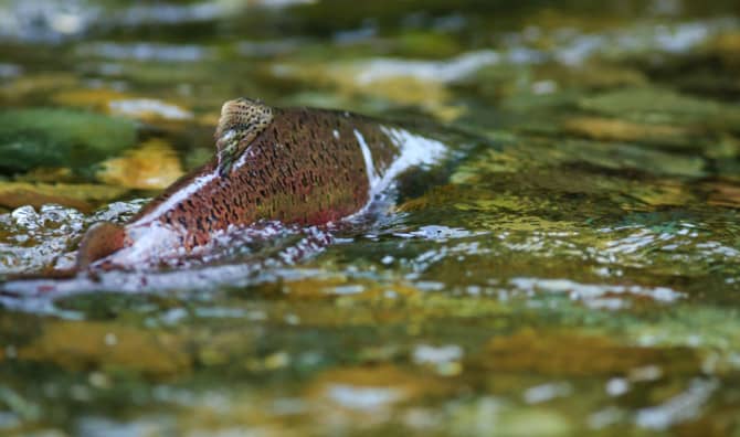 Spawning Salmon Numbers Snowball in San Jose Creeks