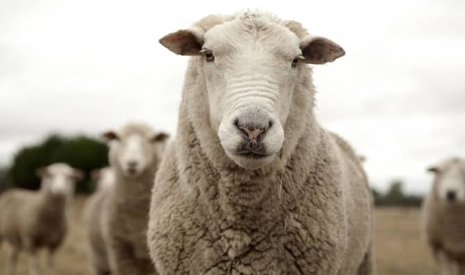 Britain’s ‘Loneliest Sheep’ is no Longer Alone