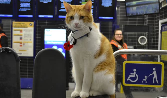 Meet the Stevenage Railway Cat Celebrity