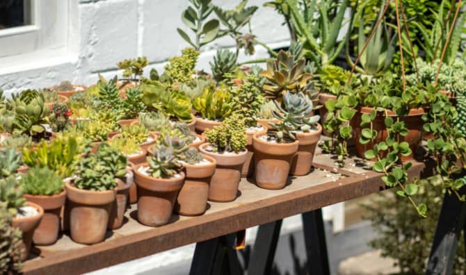 Little Plant Libraries are Sharing Blooms and Joy