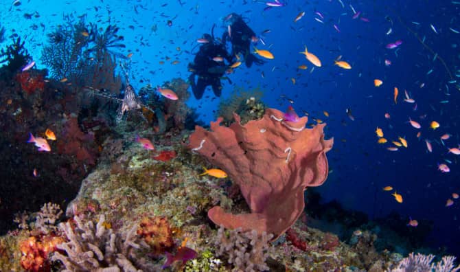 Sea Weeding Helps Corals Grow
