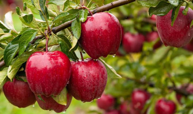 7 Delicious Autumn Apple Recipes to Try