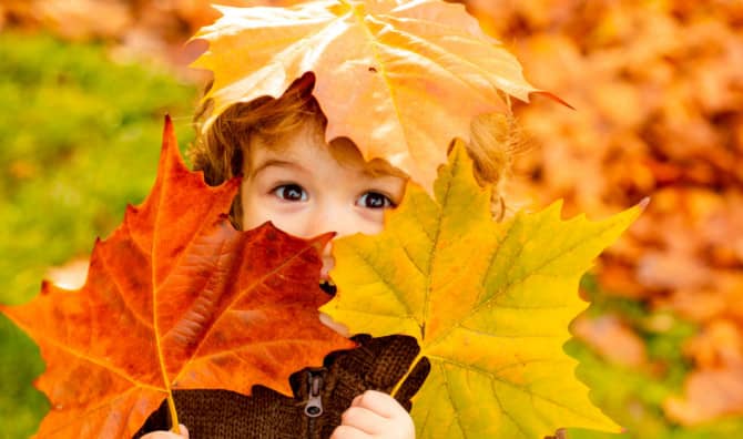 A young child with bright blue eyes playfully peeks out from behind a handful of colorful autumn maple leaves in shades of yellow, orange, and brown.