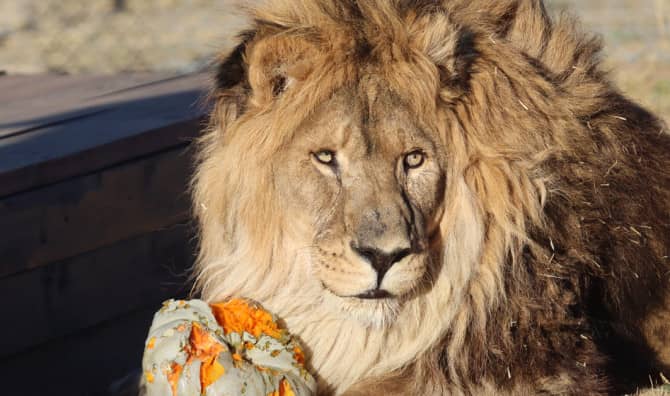 World’s Loneliest Lion Returned to the Wild