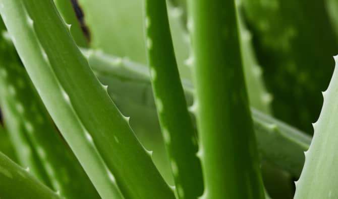 Aloe Vera Can Help Ward Off Bugs