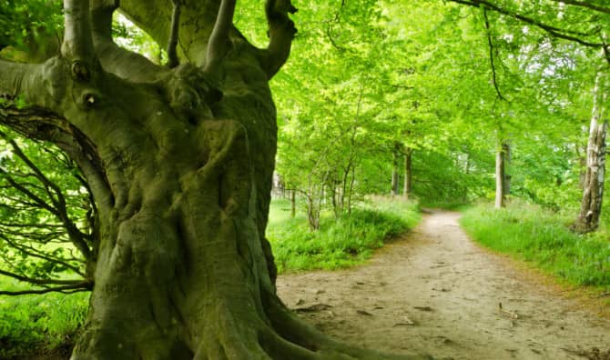 Ancient trees are Competing for UK’s ‘Tree of the Year’