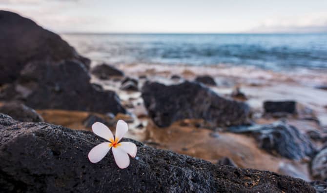 Giving a Helping Hand to Maui