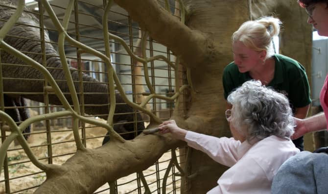 Seeing an Elephant is a Dream Come True for 87-Year-Old Woman