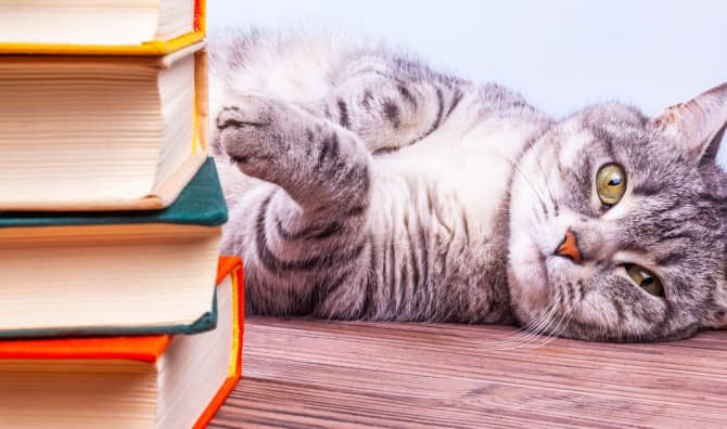 Benny the Cat is the Library’s Newest Edition