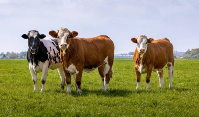 Feeding Cows Daffodils Could be a Game Changer