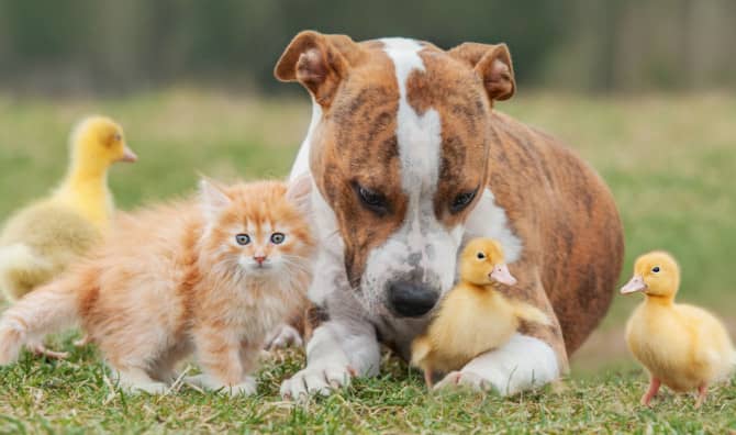 9 Fun Facts About Pets to Make You Smile