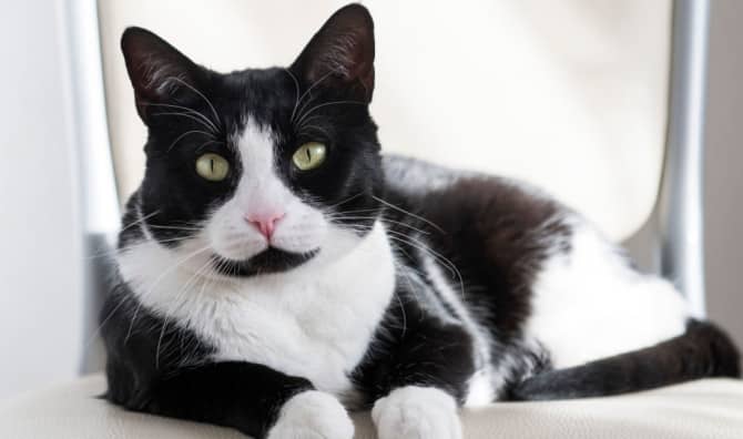 Meet the Award-Winning Cat Who Hears for His Owner