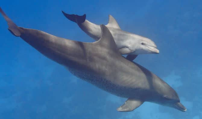 Bottlenose Dolphin Moms Speak to Their Calves in Baby Talk