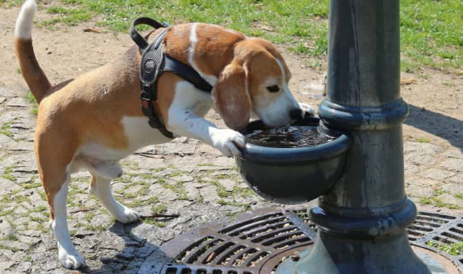 5 Ways to Care for Pets in the Heat