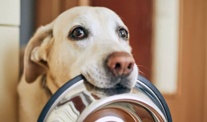 Food Pantries Open to Feed Hungry Pets