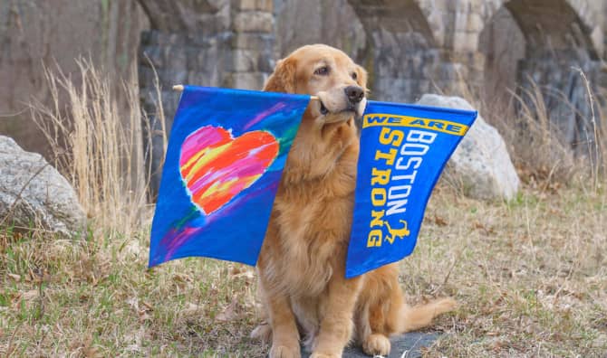 Golden Retrievers Honor Spencer the Marathon Dog