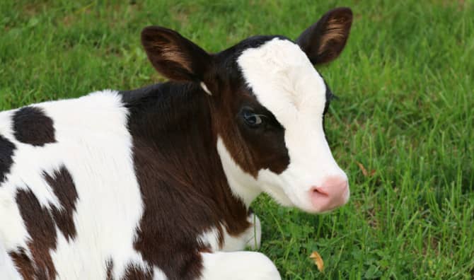 This Cow is Bringing Smiles to People Down Under