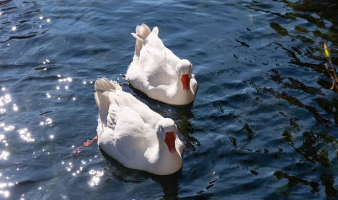 Helping a Lonely Widowed Goose Find Happiness Again