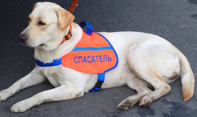 Hero Dogs are Flown Home in First Class