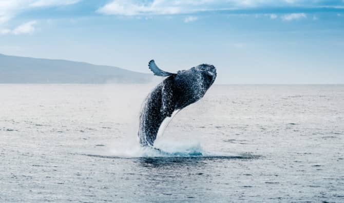 Whales Have Something to Cheer About!