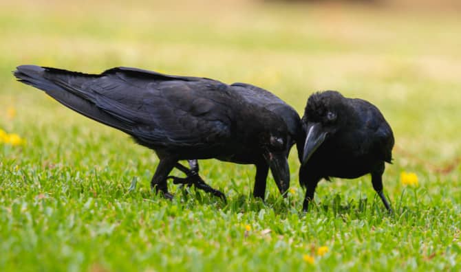 This City is Using Crows to Clean the Streets