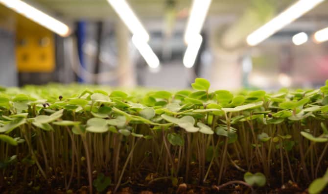 World’s Largest Vertical Farm Comes With a Twist!