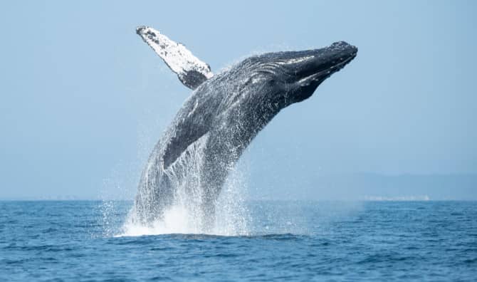 Hauntingly Beautiful Whale Song is Used for Exploring