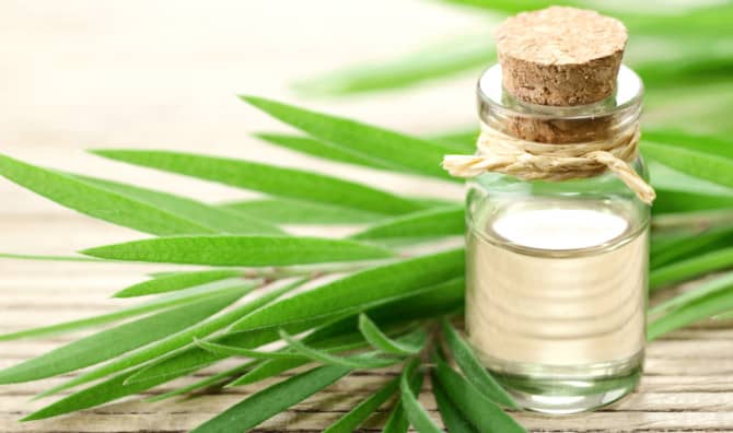 7 Everyday Uses for Tea Tree Oil