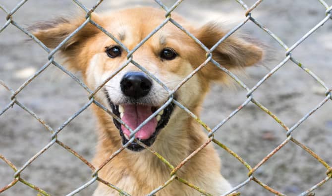 Meet the Kid of the Year Who Helps Dogs Find Forever Parents