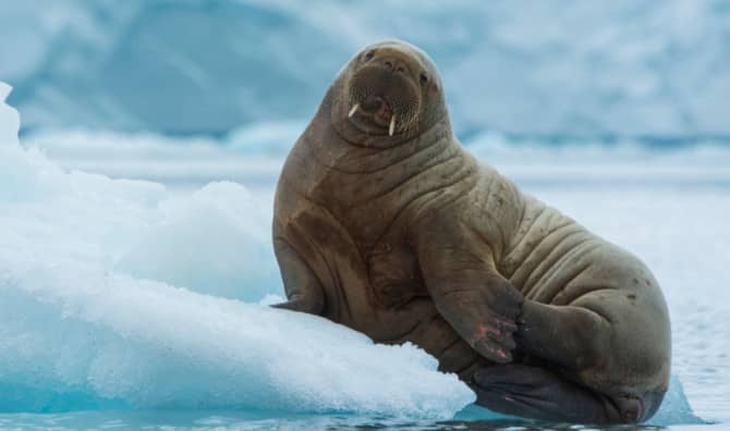 Become a Walrus Detective