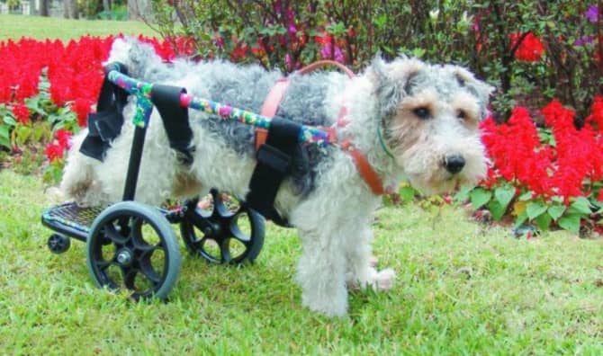 Caring Teen Builds Wheelchairs for Pets