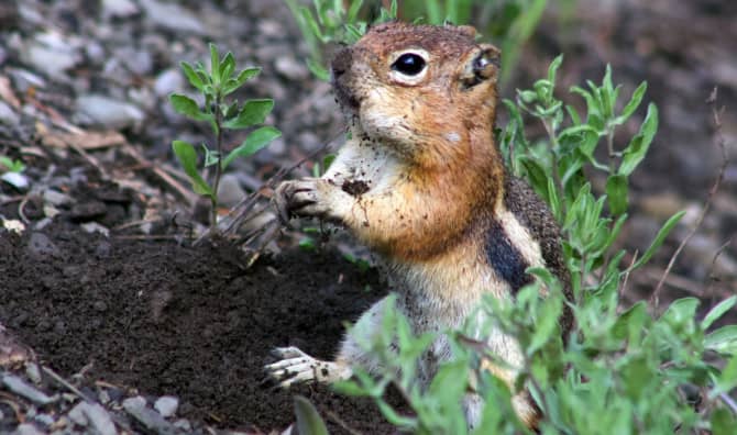 Squirrels Have Personality Traits Like People