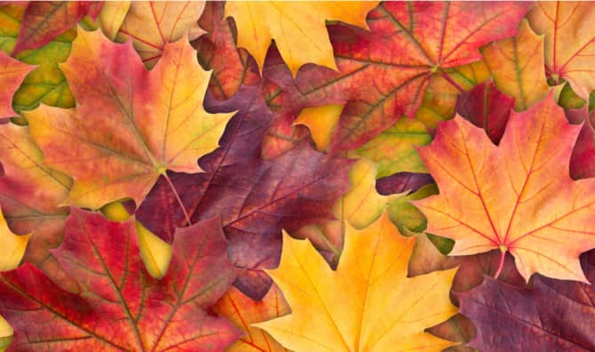 9 Fun Facts About Fall