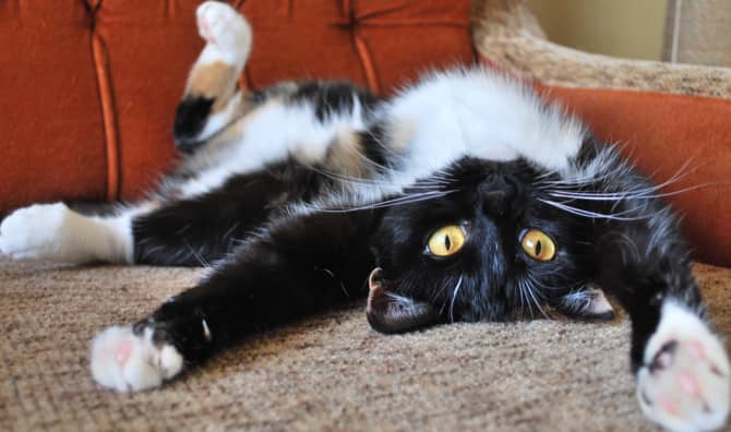 This Animal Haven is Looking for the ‘Purfect’ Fur Parents