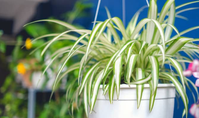 This Hotel Cares for Plants while Owners are on Vacation