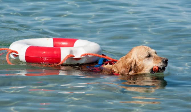 These Lifeguards do More Than Just Doggy Paddle