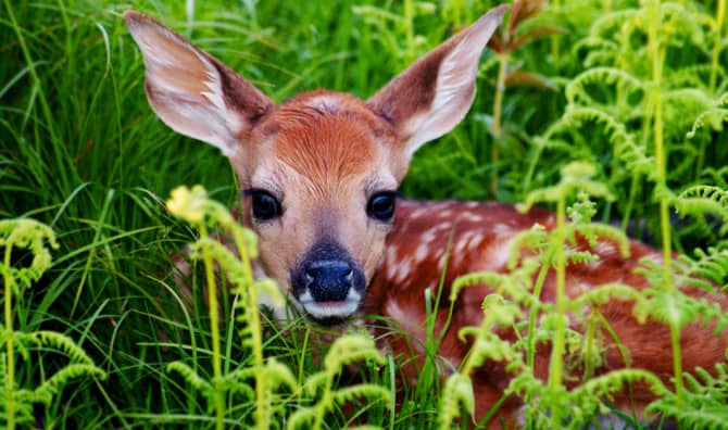 Name These Baby Animals? [Quiz]