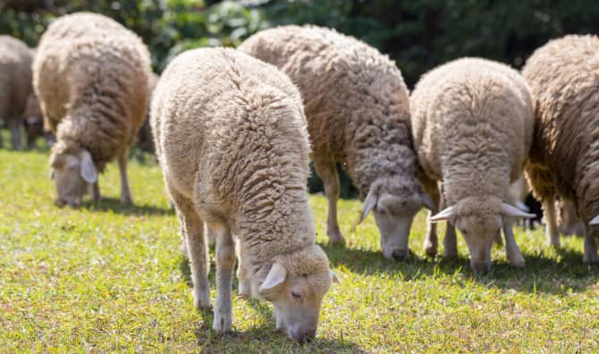 These Urban Sheep Mow the Grass in This City’s Park
