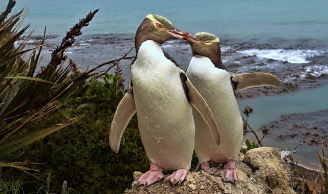How New Zealand Cares for its Local  Penguins
