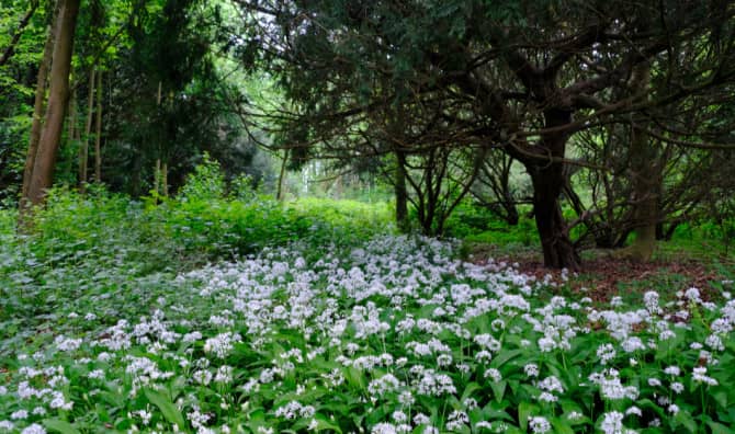 Tiny Forests are Dotting Large European Cities