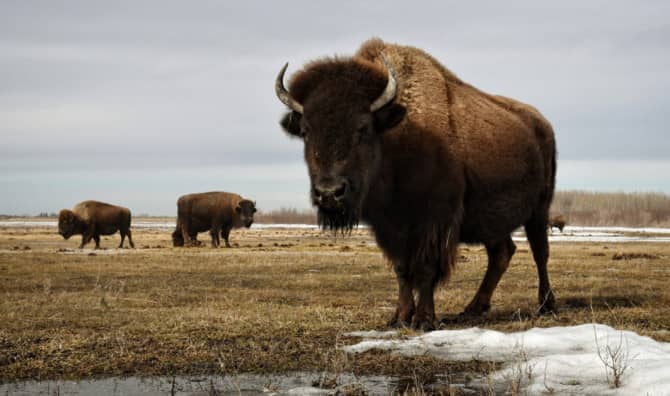 World’s Longest Wildlife Bridge Will Help the Buffalos Roam