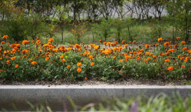 Steve Wheen Goes Green