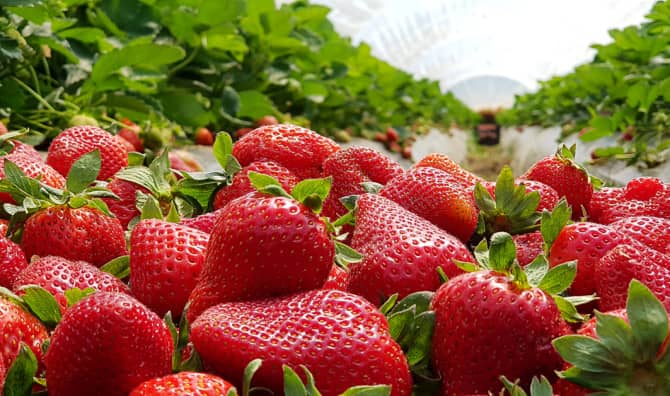 7 Berry Good Benefits of Strawberries