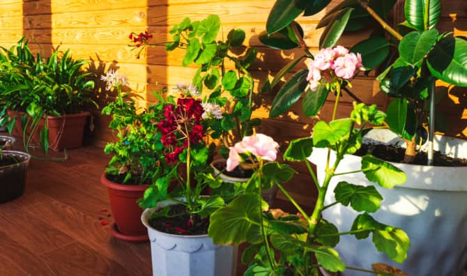 Sounding Eco: Green Pots