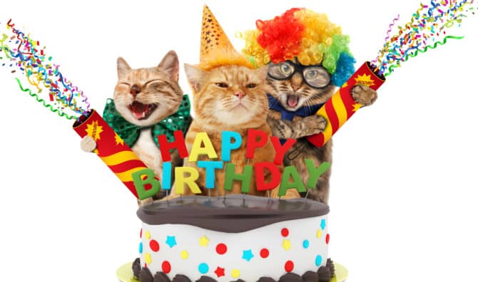 19-Year-Old Shelter Cat Found a Forever Home at His Birthday Party