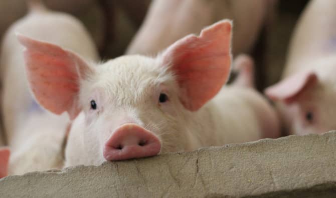 EU Votes to Phase Out Industrial Farming