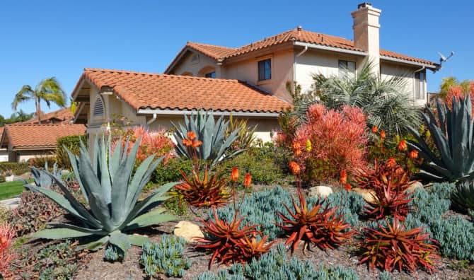 7 Drought-Resistant Plants for Your Backyard