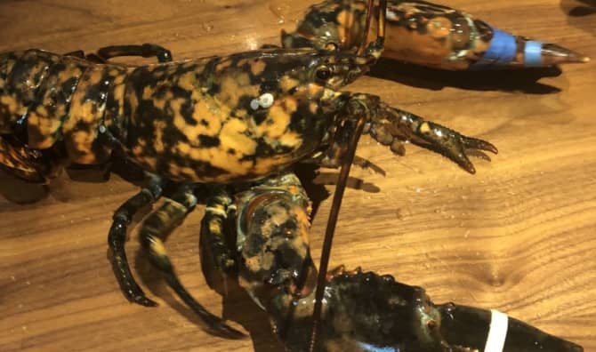 Rare Calico Lobster Rescued From Virginia Red Lobster Restaurant