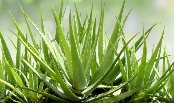 7 Best Health Benefits of Aloe Vera