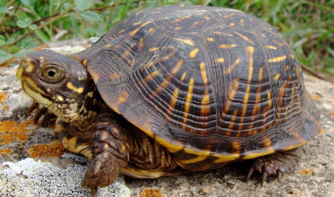 Dogs are Helping Save Ornate Box Turtles From Extinction